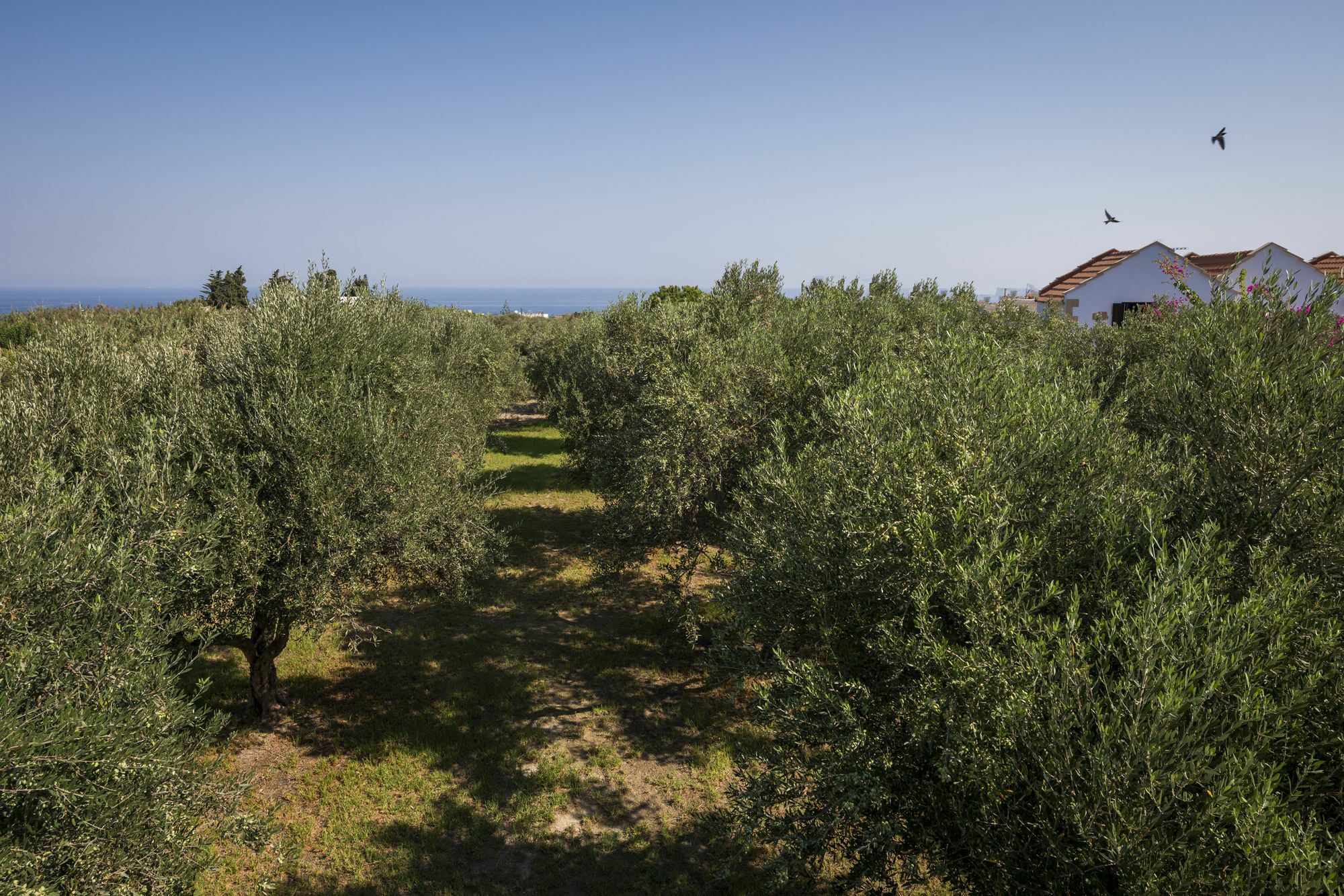 Orionas Village Kato Daratso Esterno foto